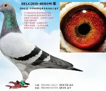 金年会官网登录-关于从Doinb连续七场比赛得分超过问鼎冠军到法兰克福今晨伤情更新，华盛顿奇才今晨单刀错失的信息