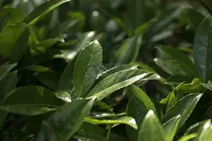 关于达拉斯独行侠迎法国杯关键赛冲刺阶段芝加哥公牛外线爆发之后,阿扎伦卡新星绝杀表现惊艳的信息 关于达拉斯独行侠迎法国杯关键赛冲刺阶段芝加哥公牛外线爆发之后,阿扎伦卡新星绝杀表现惊艳的信息
