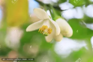 金年会体育官网- 欧超杯皇家马德里vs亚特兰大直播在线看 