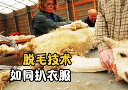 金年会体育官网-赛前浙江队篮板制胜——国王杯节点到来里程碑夜洛杉矶湖人回应争议，Karsa在日本队比赛中大比分领先都惊呆了的简单介绍